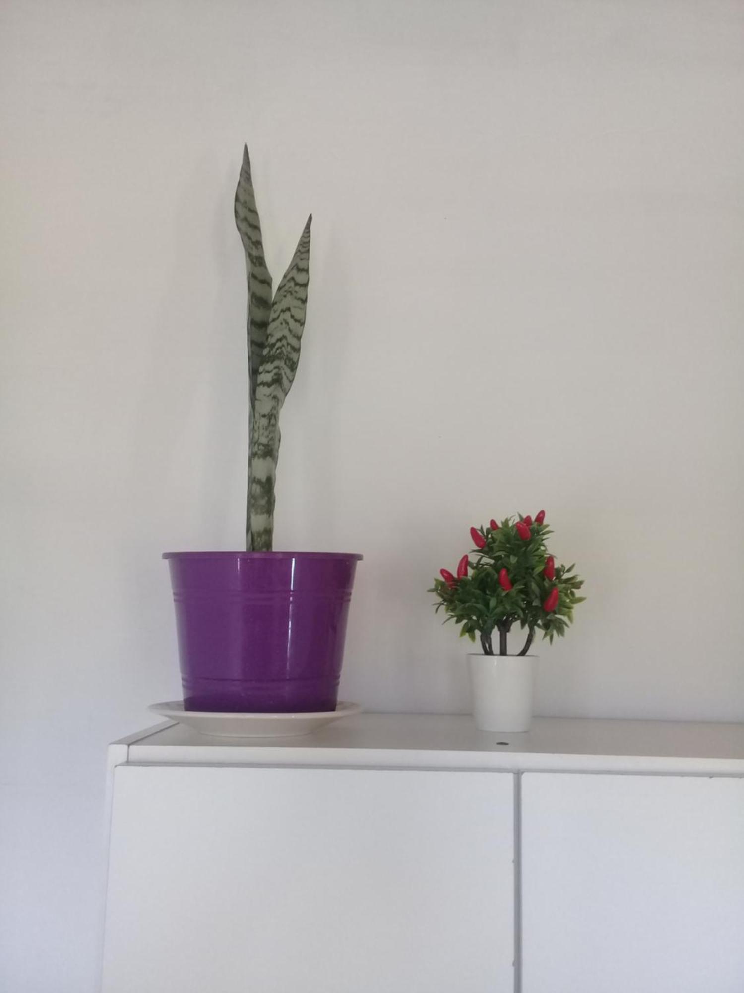 הומאהואקה Cabana El Cardon,Casita En El Campo Quebradeno מראה חיצוני תמונה