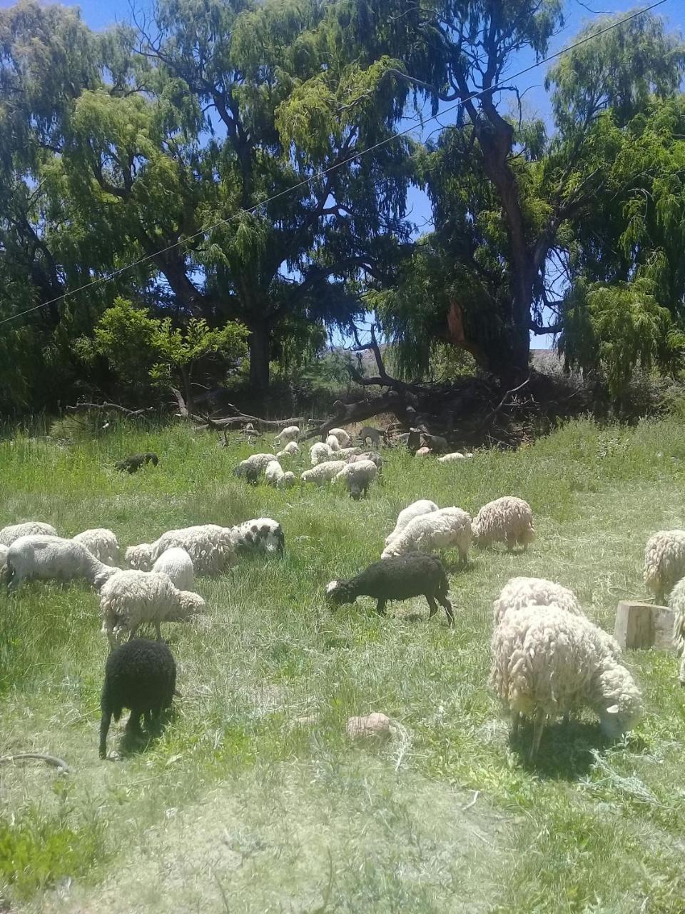 הומאהואקה Cabana El Cardon,Casita En El Campo Quebradeno מראה חיצוני תמונה